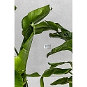 Faro Outdoor LED Wand-Einbauleuchte GRON, IP65, 10.5 x 6.5cm, 220-240V AC, 1W 3000K 114lm, schaltbar, Nickel satiniert / opal